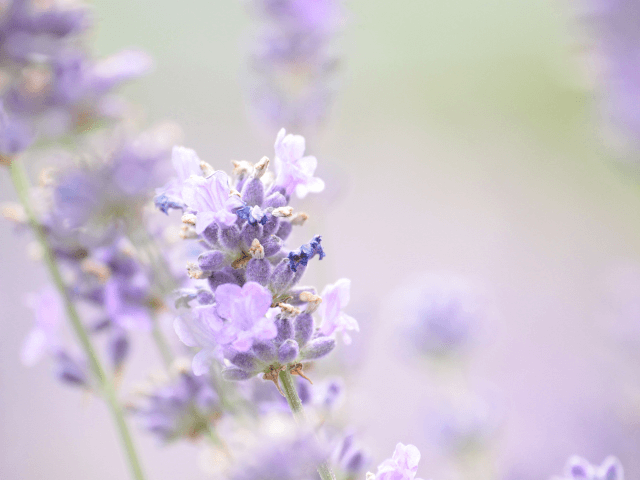 ラベンダー
