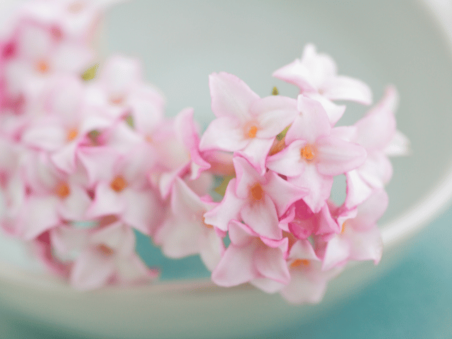 沈丁花（チンチョウゲ）