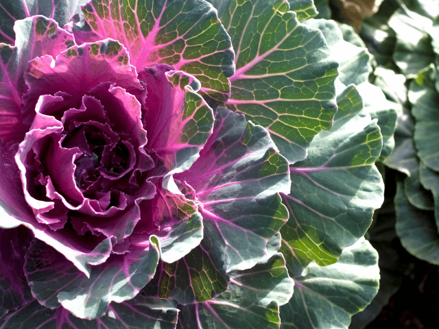 葉牡丹（ハボタン）