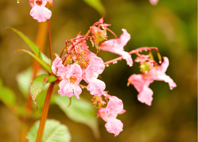 インパチェンス